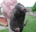 star-nosed mole