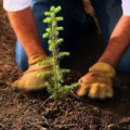 funding replanting trees
