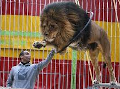 lion jumping through hoop